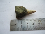 A fossilized shark tooth., photo number 5