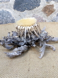 Виткаснык татарниколистный "колючник"- реликтовое растение, фото №4