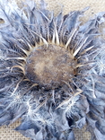 Виткаснык татарниколистный "колючник"- реликтовое растение, фото №7