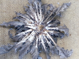 Виткаснык татарниколистный "колючник"- реликтовое растение, фото №8