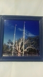 Фотокартина:Запорожье.Знаменитый дуб на о.Хортица, фото №2