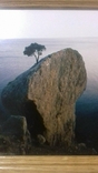 Фотокартина: Дерево на скале.Крым, фото №3