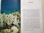 Мир кораллов.Наумов. Гидрометеоиздат,1985., фото №8