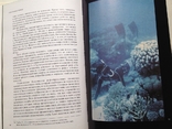 Мир кораллов.Наумов. Гидрометеоиздат,1985., фото №12