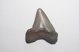 Зуб акули кархародон неогенового періоду з США, фото №5
