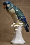 Karl Ens 1930г. Фарфоровая статуэтка Попугай Германия, фото №4
