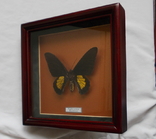 Бабочка Papilio criton Индонезия В рамке, фото №4