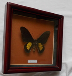 Бабочка Papilio criton Индонезия В рамке, фото №5