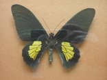 Бабочка Papilio criton Индонезия В рамке, фото №6