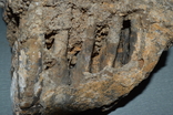 Зуб мамонта, фото №8