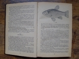 Настольная книга рыболова, Смехов А. М., Савченко И. Л. Киев, 1988, фото №8