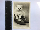 Котёнок в туфельке, фото №2