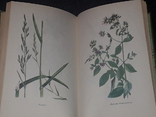 М. Л. Рева, В. М. Липовецкий - Растения в быту. 1977 год, фото №9