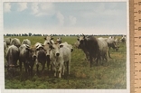Картка: корова, Порода Сіра українська / Свійські тварини, 2015, фото №3