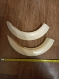 Клык. Бивень. Парные клыковые зубы бегемота 0,7 кг, фото №3