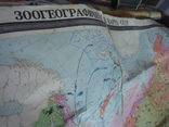 Зоогеографическая карта СССР 1976г. масштаб 1:5000 000, фото №10