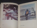 Б. Симонов - Певчие и декоративные птицы. 1986 год, фото №7