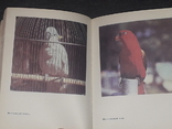 Б. Симонов - Певчие и декоративные птицы. 1986 год, фото №8