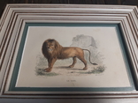 1840 Лев, фото №2