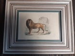 1840 Лев, фото №3