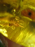Бусы натуральный янтарь .шар 15-30 мм с насекомым внутри.147,2грамма, фото №12