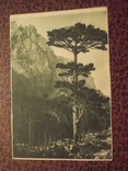 Крым.2 открытки.1929,1931 гг., фото №2