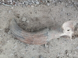 Рог доисторического бизона, фото №5