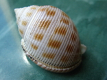 Морская раковина Кассис bisulcata japonica, фото №2