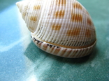 Морская раковина Кассис bisulcata japonica, фото №4