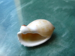 Морская ракушка раковина Кассис bulla, фото №3