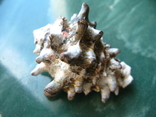 Морская ракушка раковина Вазум керамикум, фото №3