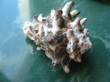 Морская ракушка раковина Вазум керамикум, фото №5