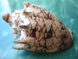 Морская раковина Волюта Voluta imperialis, фото №2