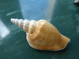 Морская ракушка Стромбус виттатус, фото №2
