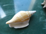 Морская ракушка Стромбус виттатус, фото №3