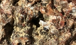 Коллекционный образец: друза кристаллов топаза на пегматите, две половинки, фото №10