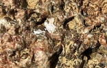 Коллекционный образец: друза кристаллов топаза на пегматите, две половинки, фото №12