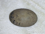 Скам'яніле яйце доісторичної тварини (динозавра?) в ідеальному стані, фото №4