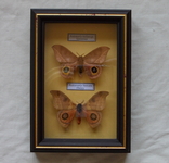 Две тропические бабочки рв рамке, фото №3