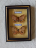 Две тропические бабочки рв рамке, фото №4