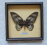 Бабочка Papilio priamus Индонезия В рамке, фото №3