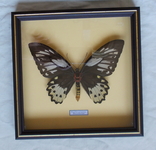 Бабочка Papilio priamus Индонезия В рамке, фото №2