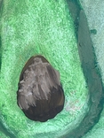 Картина Авокадо, фото №3