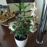 Растение Толстянка или Денежное дерево., фото №6