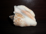 Ракушка Стромбус ранинус- (Ястребиное крыло), фото №4