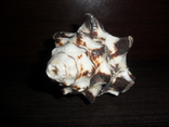 Ракушка Вазум керамикум, фото №3