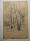 Рисунок, карандаш, В. Волков, фото №2