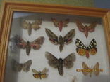 Бабочки в рамке, фото №3