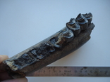 Fragment of a fossilized jaw with teeth., photo number 3