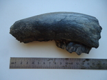 Фрагмент скам'янілої щелепи з зубами., фото №4